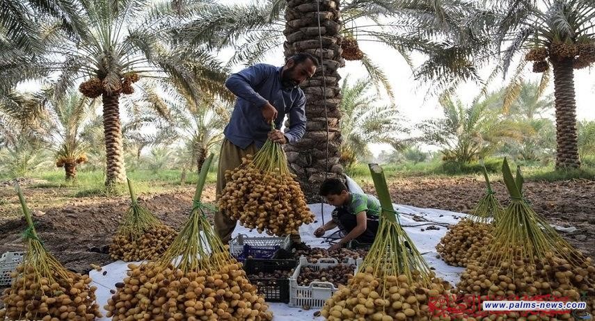 ذي قار.. توقعات بإنتاج قياسي للتمور يصل الى أكثر من 87 ألف طن